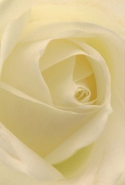 This evocative portrait captures the spirit of a rose at its most elegant, found in the bustling streets of Brondesbury. The petals, awash in creamy ivory and hints of pale lemon, swirl towards the centre with flawless harmony. Their velvety surface glows beneath a soft, ambient light, much like the golden hours that settle over Mapesbury Road. The play of gentle shadows and creamy hues offers a sense of quiet prelude-before an anniversary dinner, a heartfelt apology, or the exchange of fond memories. There is a serene beauty here, an unspoken message that lingers like the floral scent on a spring afternoon near Queen's Park. This is not just a rose, but a carefully prepared expression delivered by local Brondesbury florists, certain to convey comfort, love, or hope for any cherished moment within the community.
