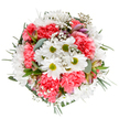 This bouquet exudes the soft exuberance of Brondesbury in spring-an expertly arranged harmony of pure white daisies, coral-pink carnations, and feathery gypsophila. Arranged in a luminous circle against a photogenic white background, the daisies' radiant petals and lime-green centers light up the heart of the display. Surrounding them, the richly textured carnations and clouds of baby's breath fan outward, infusing the composition with uplifting energy and tranquil optimism. Veiled in between, slender alstroemeria buds hint at future violets and blush tones yet to open, while eucalyptus and rich green foliage anchor the bouquet in cool, fragrant softness-much like a shady retreat by Iverson or Maygrove Road. Every stem has been placed with the practiced hand of a Brondesbury florist, ensuring a bouquet that feels both effortless and refined. Designed for marking birthdays, delivering congratulations, or simply lifting spirits, the overall look celebrates both beauty and the inviting charm of Brondesbury's neighbourhoods. The clear, fresh image is perfect for representing top-quality local flower delivery or editorial content celebrating floral arrangements in Brondesbury.